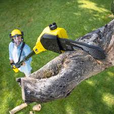 How Our Tree Care Process Works  in  Naples, UT