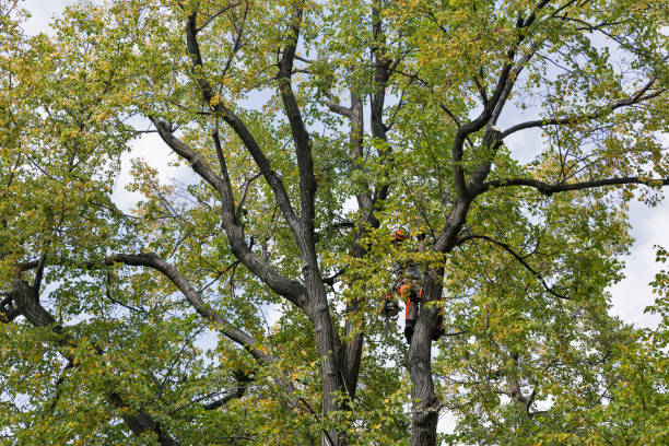 Professional Tree Services in Naples, UT